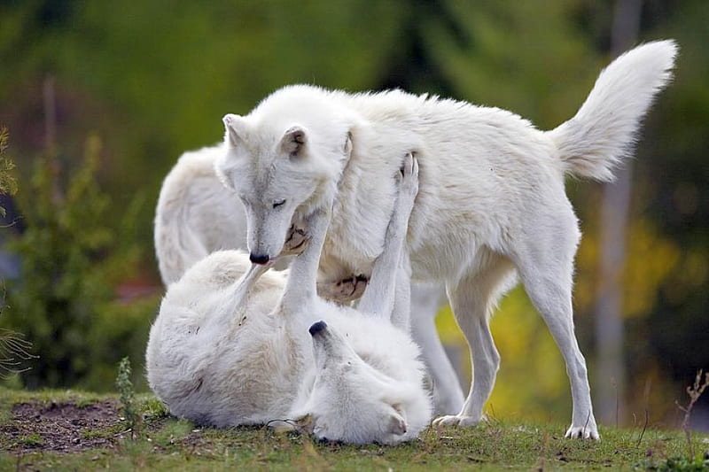1920x1080px, 1080P free download | White Wolves, cool, white, wolves ...