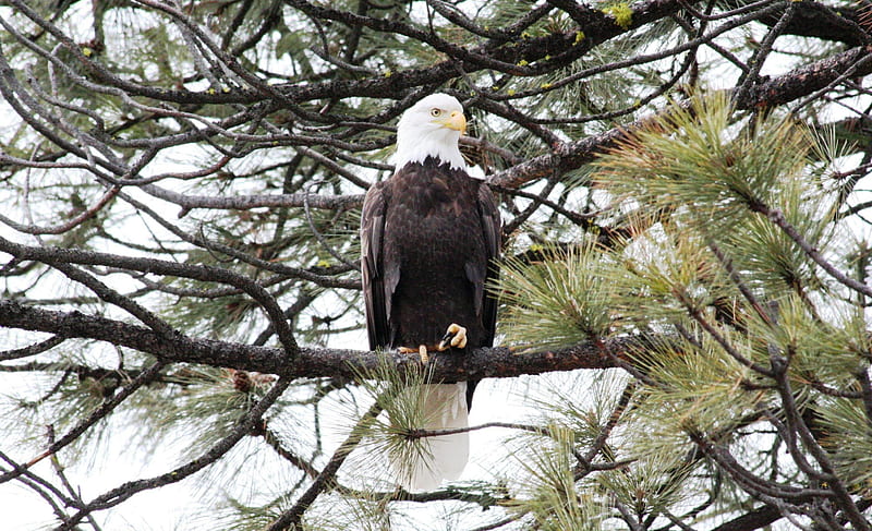 Eagle on Tree, big, bald eagle, brown, wildlife, sitting, nature, white, american, HD wallpaper