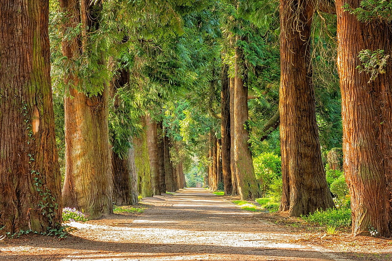 Path thru nature, nature, road, trees, rural, pretty forestry, creation, graphy, path, beauty, HD wallpaper
