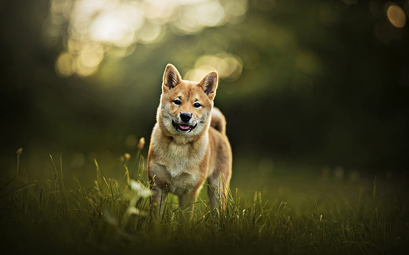 Akita Inu, dog in walk, pets, dogs, bokeh, summer, cute animals, Akita Inu Dog, HD wallpaper