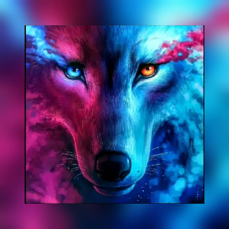 Colored Wolve, blau, rose, wild wolf, wolf, HD phone wallpaper