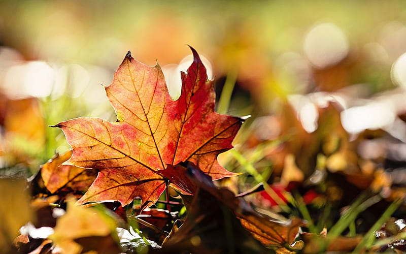 Autumn Leaves, sunny autumn, fall, grass, sunny, bonito, leaves, bokeh ...