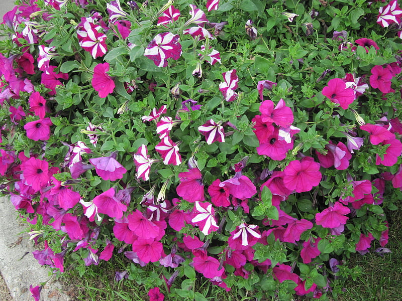 Pink and red Petunias at the park, graphy, Petunias, green, Flowers ...