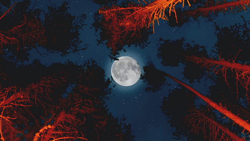 full moon, trees, worm's eye view, forest, stars, Nature, HD wallpaper