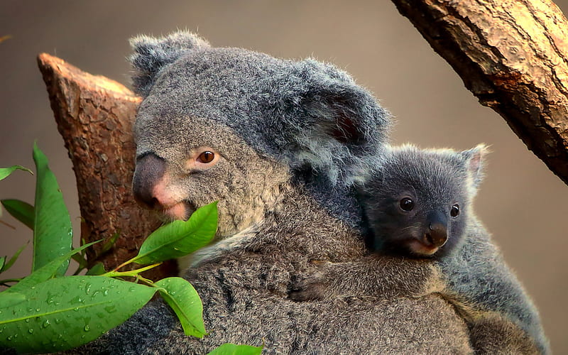 Koala, Australia, little koala with mom, cute animals, koalas, wildlife, wild  animals, HD wallpaper | Peakpx