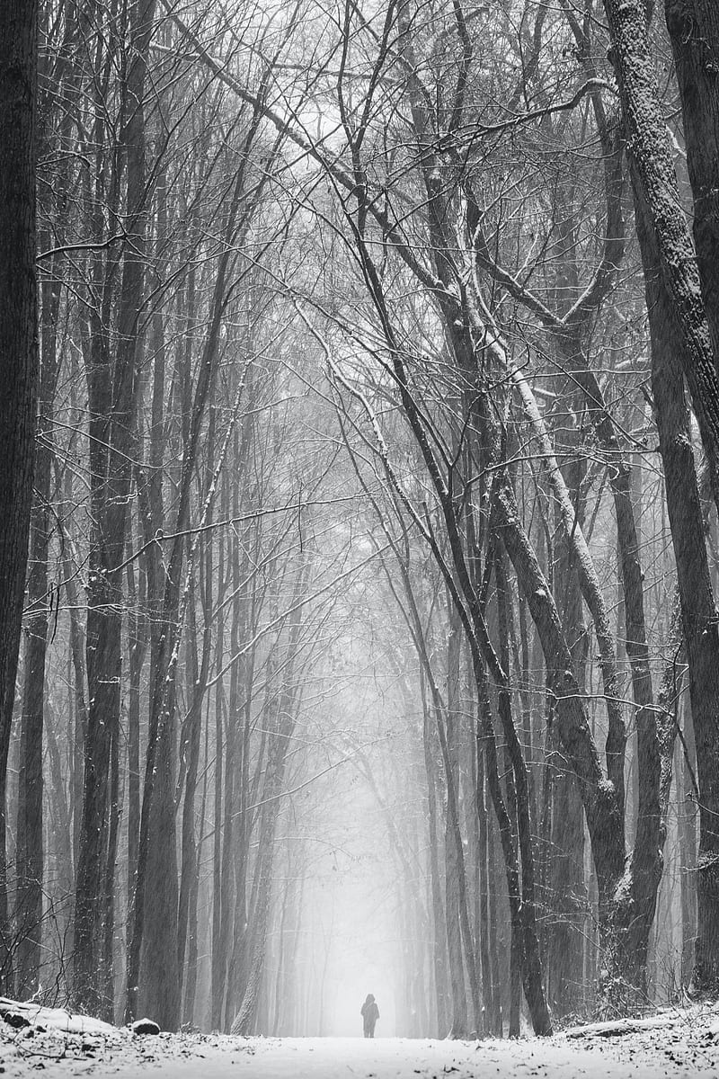 silhouette, alone, snow, blizzard, trees, HD phone wallpaper