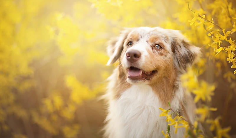 Australian Shepherd, yellow, spring, animal, cute, border collie, flower, primavara, white, dog, HD wallpaper