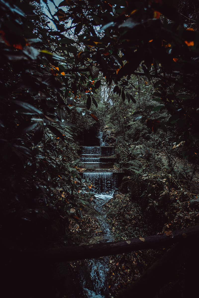 stream, waterfall, jungle, trees, bushes, HD phone wallpaper