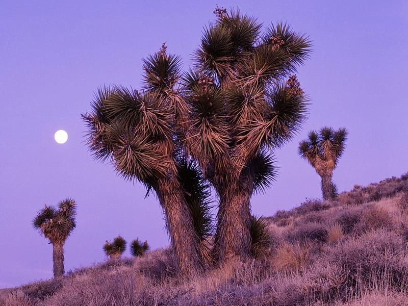 Desert Cacti, nature, landscape, HD wallpaper