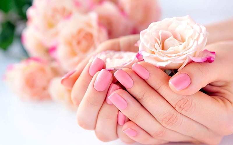 Roses in hands, purple roses, manicure concepts, roses, beautiful ...