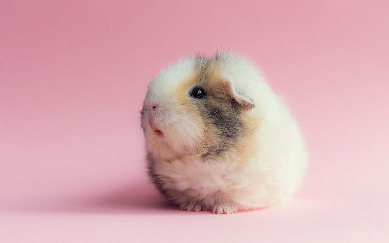 guinea pig, cute animals, rodent, funny animals, cavy, HD wallpaper