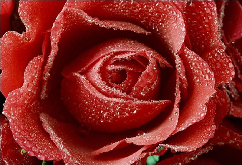 dewy red rose, pretty, rose, bonito, nice, blooms, lovely, dewy, dew, soft, bud, buds, plants, flower, blossoms, nature, petals, delecate, HD wallpaper