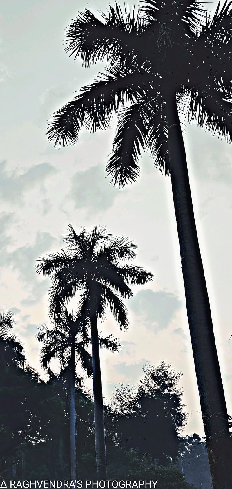 Snapshot, calm, nature, nord, oneplus, palm, palms, peace, peaceful, sky, trees, HD phone wallpaper