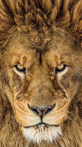 Angry Lion Images  Browse 24781 Stock Photos Vectors and Video  Adobe  Stock