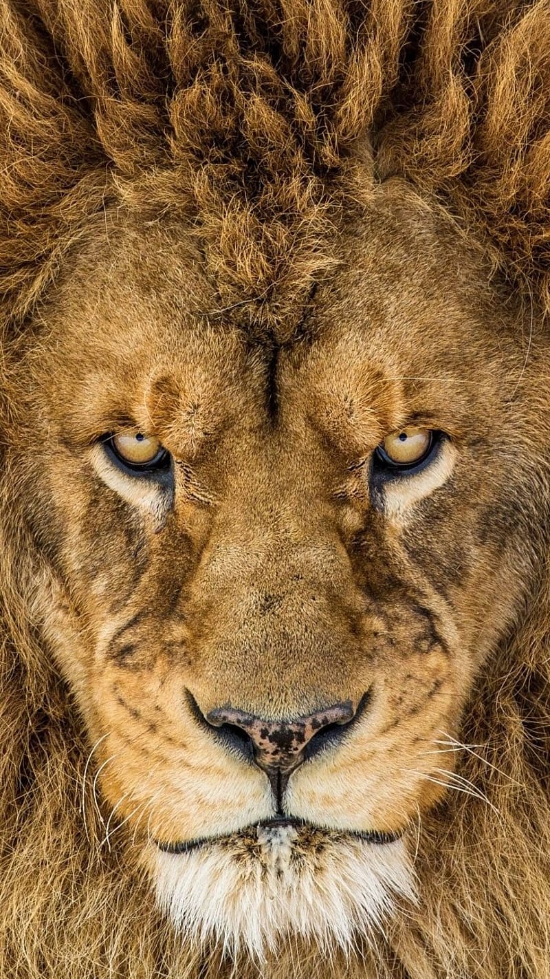 Angry Lion Look, angry lion, scary look, animal, wild, king of jungle, HD phone wallpaper