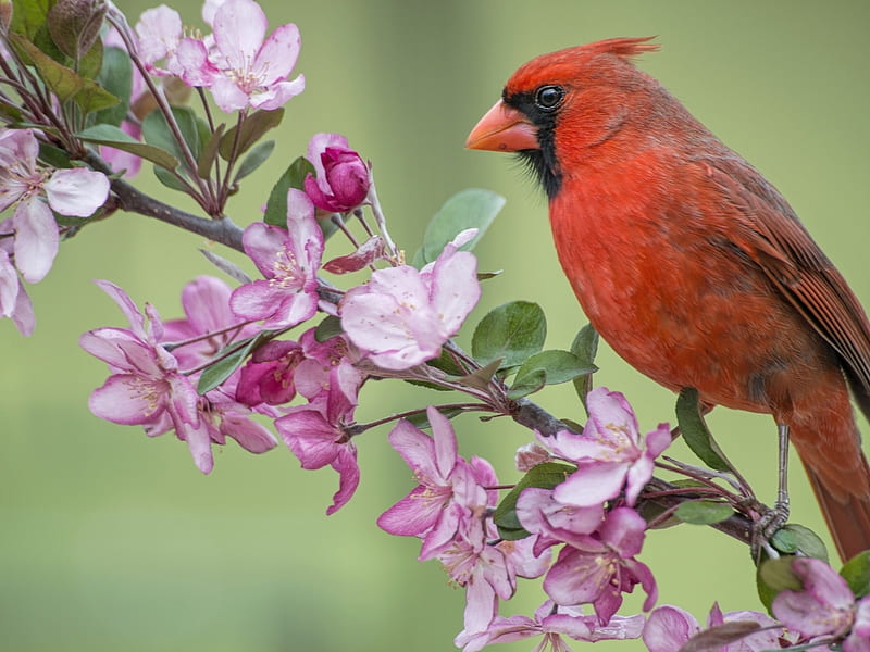 Red cardinal on Branches, apple, red, bird, flowers, spring, branch, animal, cardinal, HD wallpaper