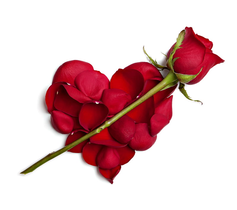 Rose Heart, love, petals, red, romantic, valentine, HD wallpaper | Peakpx