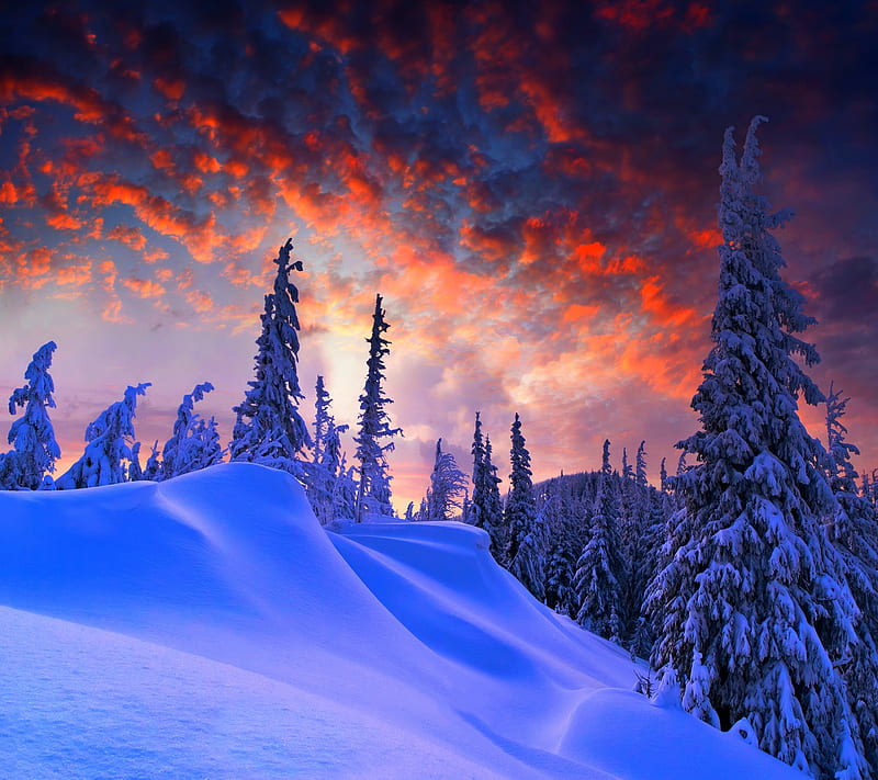 Twilight Winter, cloud, sky, snow, tree, HD wallpaper | Peakpx