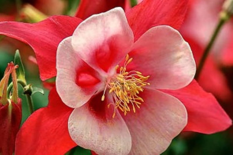 Red and White Columbine , columbine, romance, bonito, floral, graphy, love, wide screen, flower, beauty, HD wallpaper