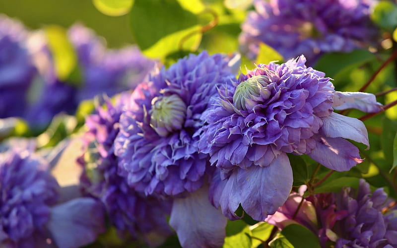 Clematis, vara, purple, flower, summer, HD wallpaper