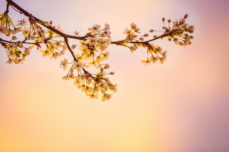 White Cherry Blossoms , cherry, flowers, nature, HD wallpaper