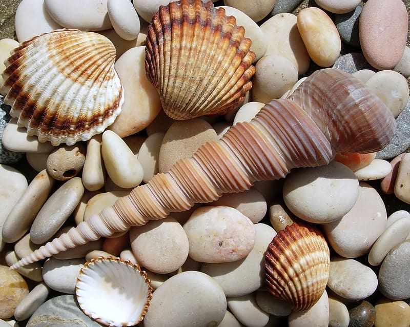 Shells, shell, texture, summer, vara, HD wallpaper