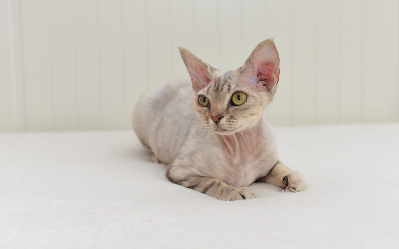 Devon Rex, domestic cat kitten, pets, British cats, HD wallpaper