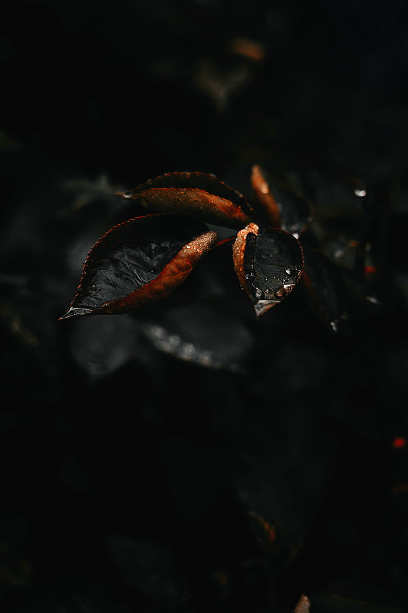 leaf, drop, plant, macro, HD phone wallpaper