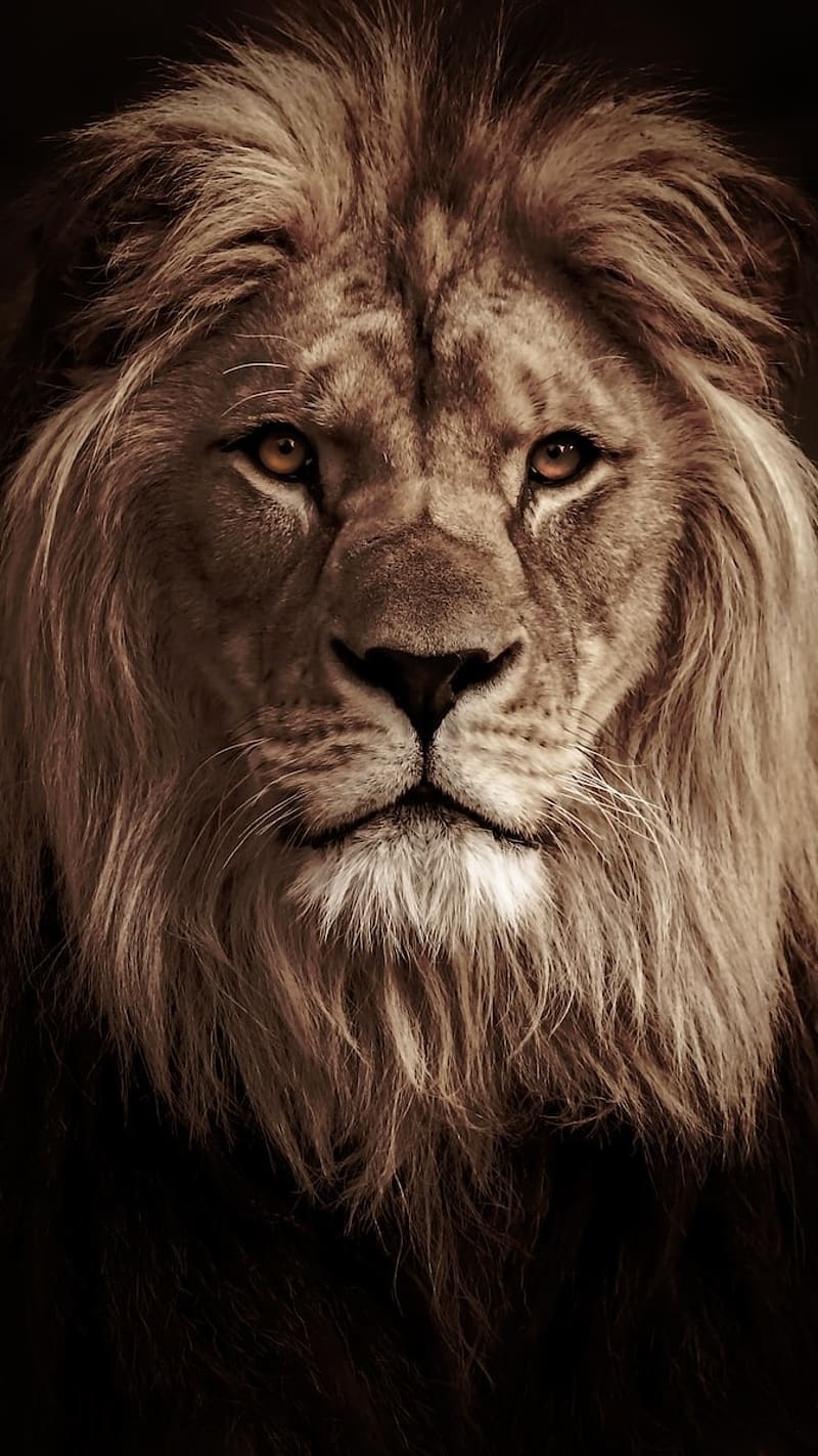 Lion , Lion Face Closeup, king of the jungle, HD phone wallpaper