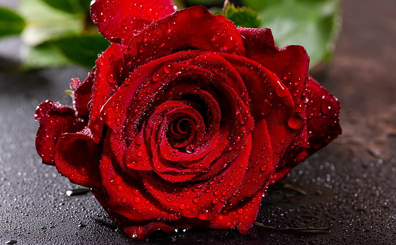 Red Rose Flower Macro, Water Drops Ultra, Love, Drops, Nature, Flower, bonito, Summer, Color, Garden, Rose, Water, Plant, Macro, Holiday, Romance, Romantic, Blooming, Petals, Bloom, Valentine, Wedding, Gift, floral, flora, HD wallpaper