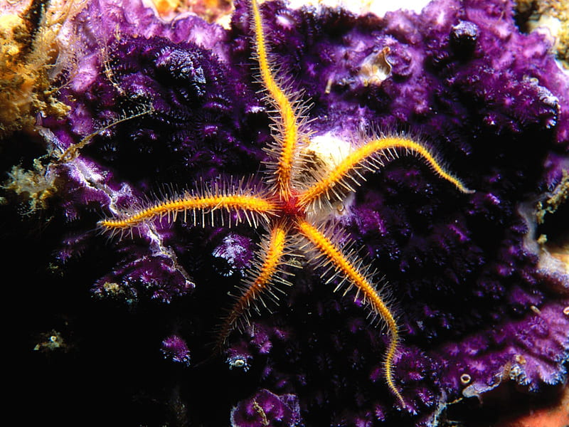 Starfish, coral, reef, purple, HD wallpaper