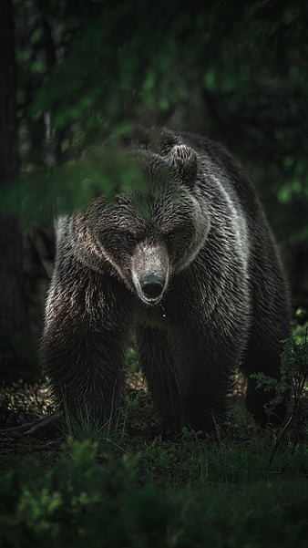 Grizzly bear illustration armor bears HD wallpaper  Wallpaper Flare