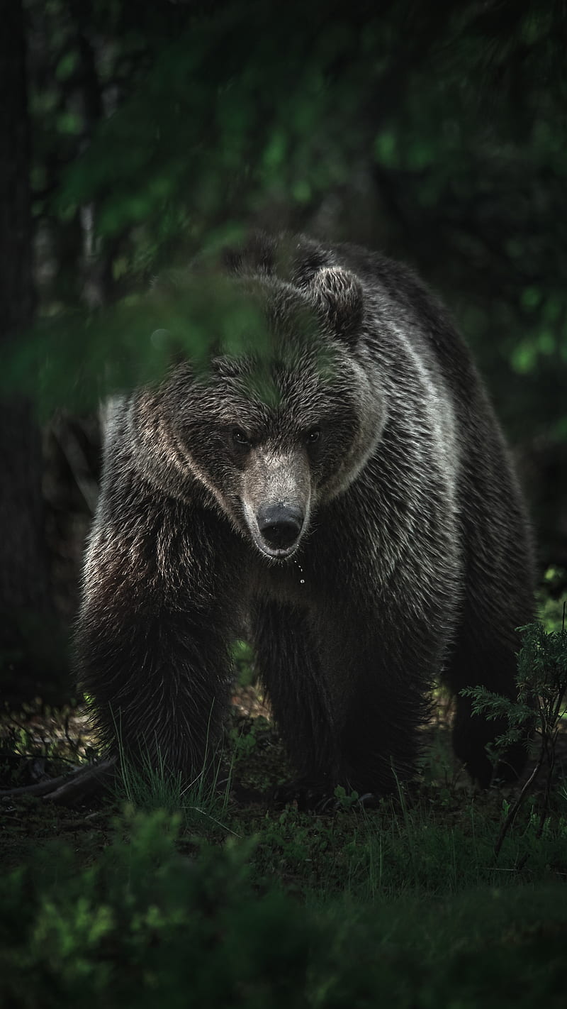 Premium Photo  Wondrous brown grizzly bear in double exposure with natural  taiga forest