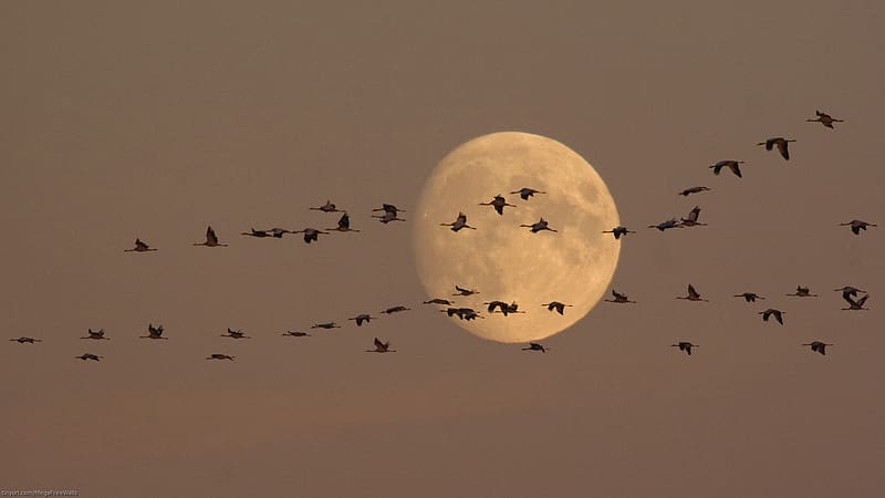 Birds, Moon, Brown, Animal, Stork, Flock Of Birds, HD wallpaper