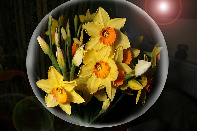 Globe flowers, yellow, flowers, HD wallpaper