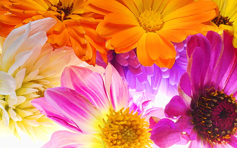 colorful gerberas colorful flowers, macro, daisy, beautiful flowers, Gerbera, HD wallpaper