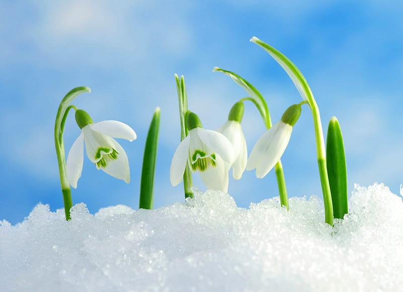 Snowdrops in the snow, skies, spring, snowdrops, snow, HD wallpaper