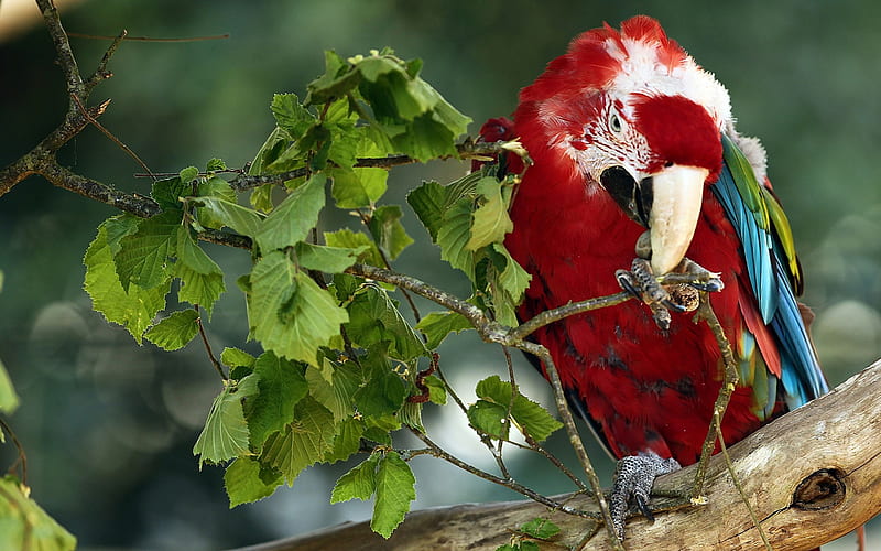 red parrot, macaw, tropical forest, Red-and-green macaw, Ara chloroptera, HD wallpaper