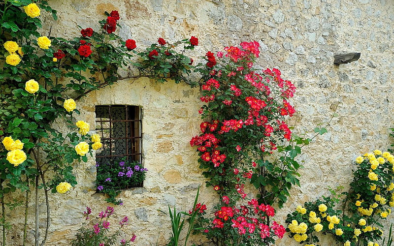 Contr-Alba Tretto Vicenza, contr alba, window, tretto, flowers, vicenza, HD wallpaper