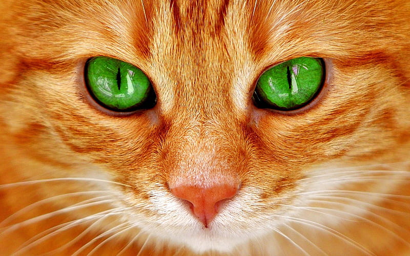 red cat, green cats eyes, pets, cats, HD wallpaper