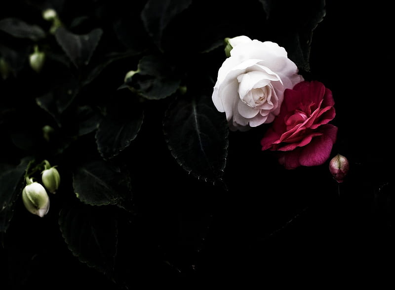 white n red, black, nice, rose, ryu, HD wallpaper