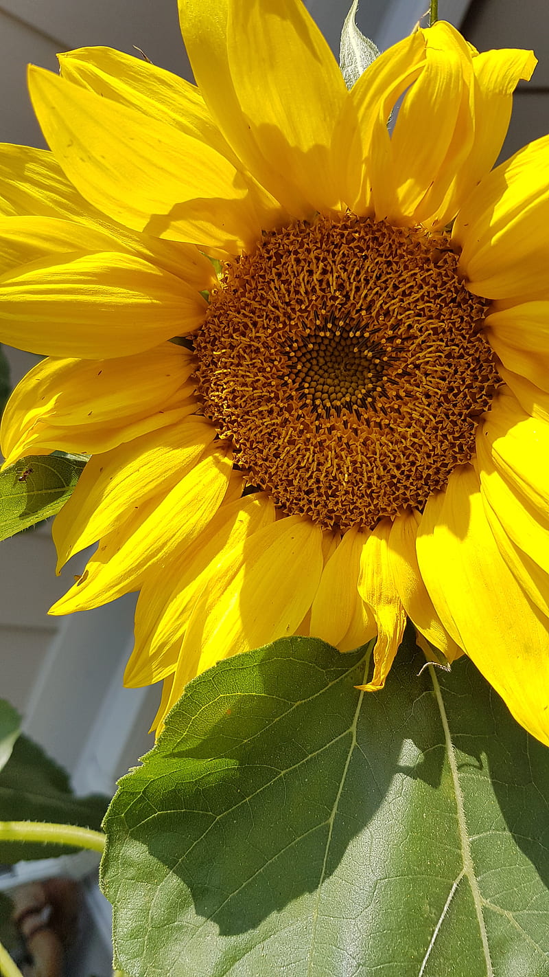 Sunflower, bee, flower, yellow flower, HD phone wallpaper