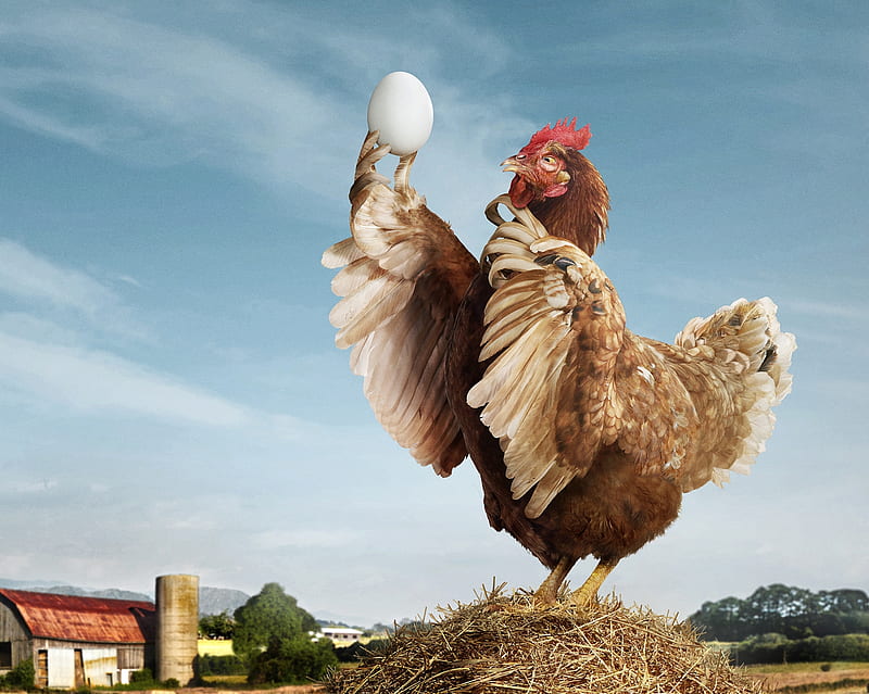 To be or not to be, egg, fantasy, bird, chicken, pasari, funny, ou, gaina, HD wallpaper