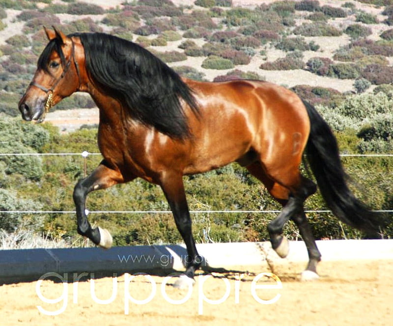 Caballo español puro, marrón, andaluz, bahía, caballos, español, Fondo de  pantalla HD | Peakpx