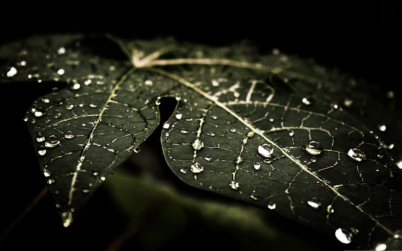 leafy droplets-Macro graphy Series, HD wallpaper