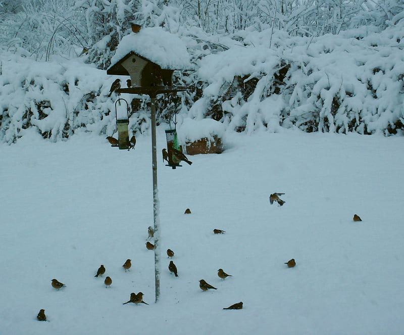Chaffinches in the Snow, chaffinches, snow, garden feeder, garden birds, scotland, winter, HD wallpaper
