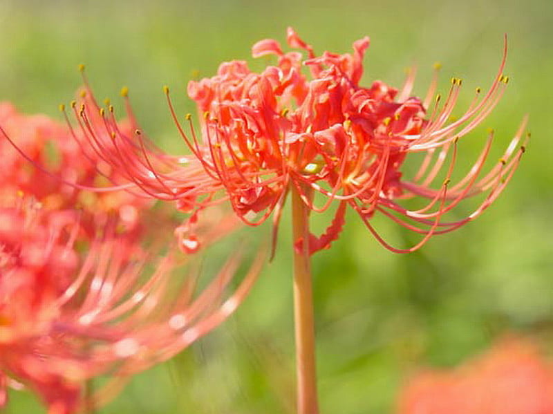 RED SPIDER LILY, lily, flower, red, spider, HD wallpaper