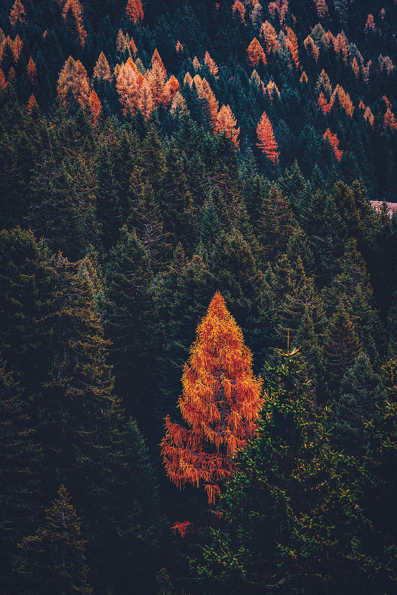 forest, coniferous, trees, pines, HD phone wallpaper