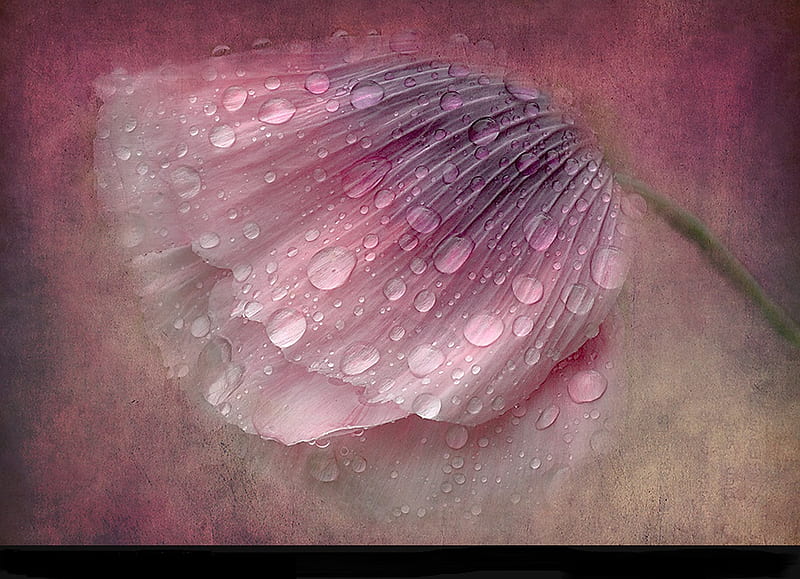 Splashed with rain, blossom, wet, beaut, charm, depiction, pink, HD wallpaper