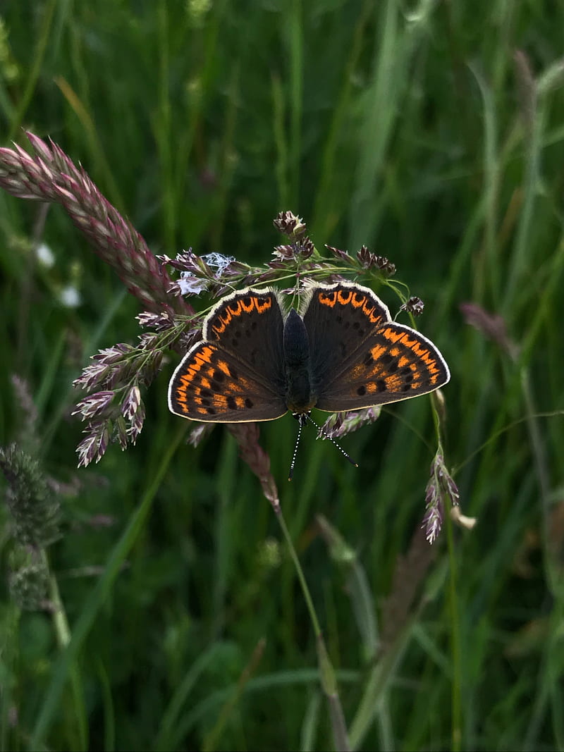 butterfly, wings, pattern, grass, HD phone wallpaper